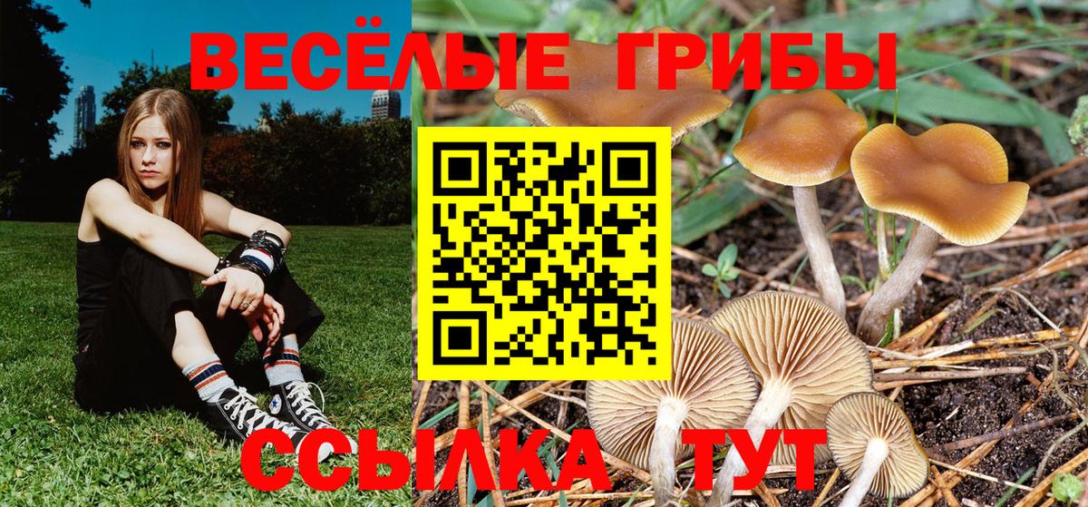 Галлюциногенные грибы Psilocybe  Вход с VPN  Людиново 